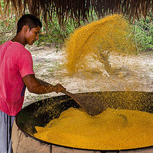 Lokale productie van maniokmeel in het Amazonegebied