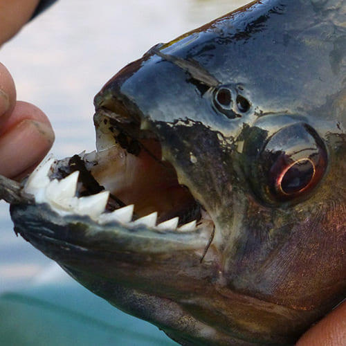 Pêche au piranha en Amazonie