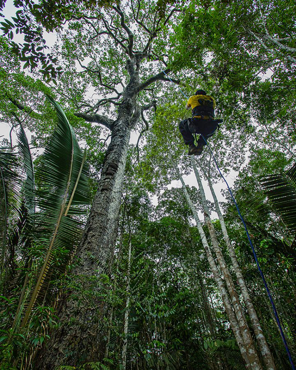 Escalade dans les arbres de la forêt amazonienne