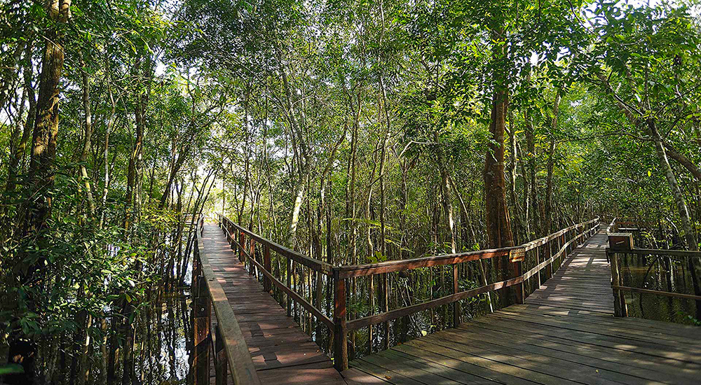 Amazonas Dschungel - Wanderweg