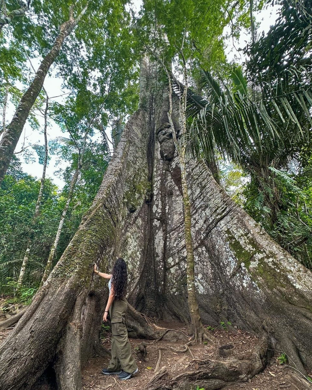 Reusachtige boom in het Amazonewoud