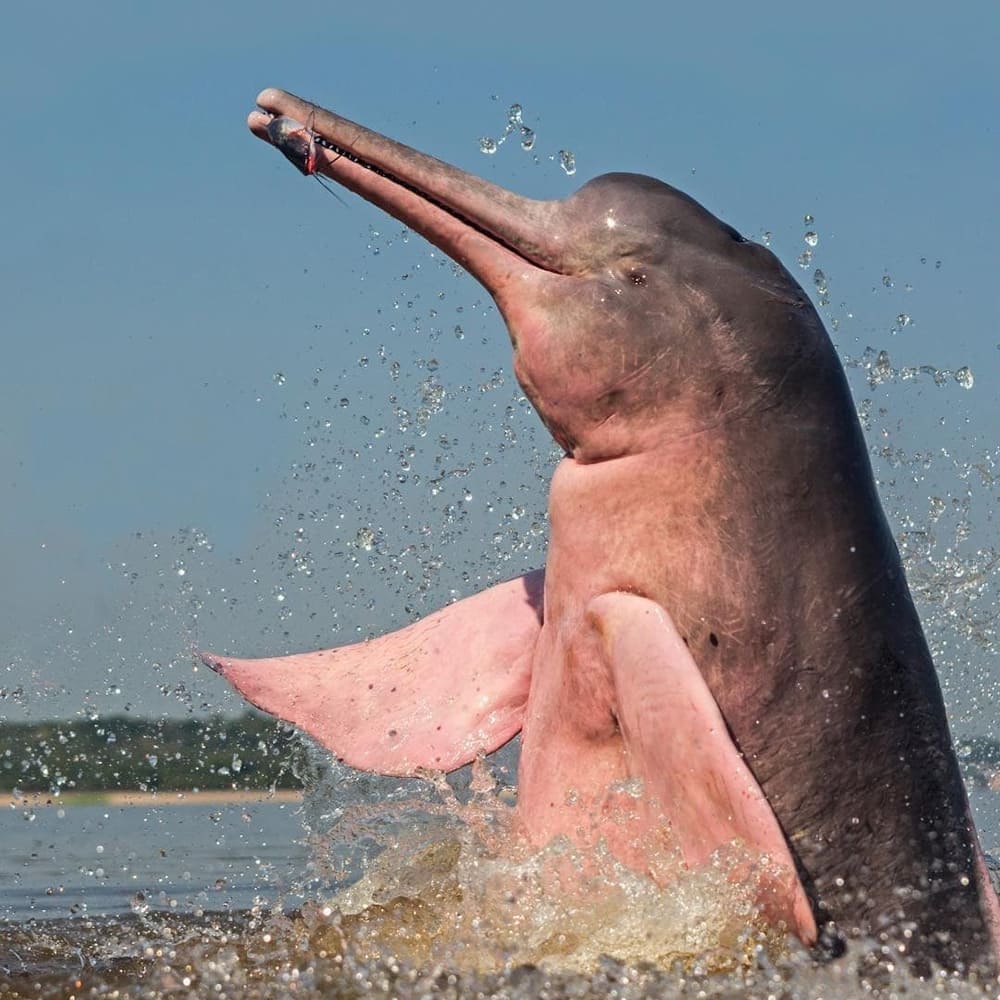 Rosa Amazonas-Flussdelfin