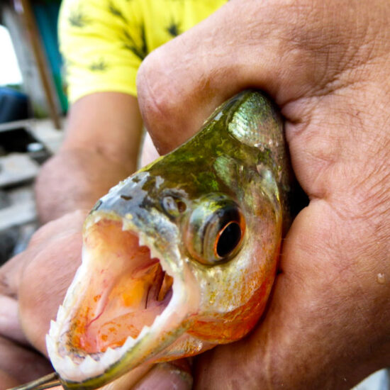 Fischen - Amazonas Survival Tour