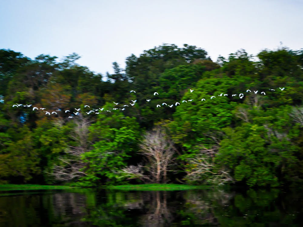 Oiseaux - forêt amazonienne