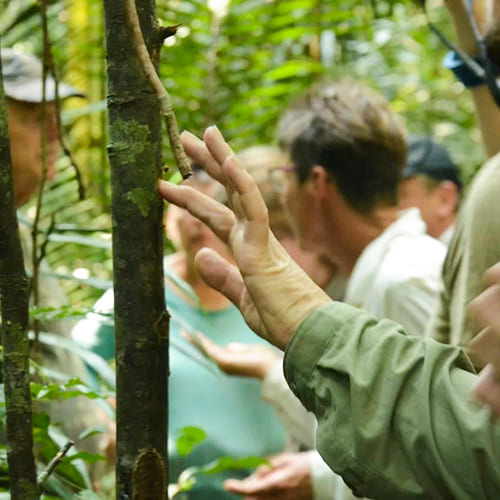 Amazon rainforest - survival techniques