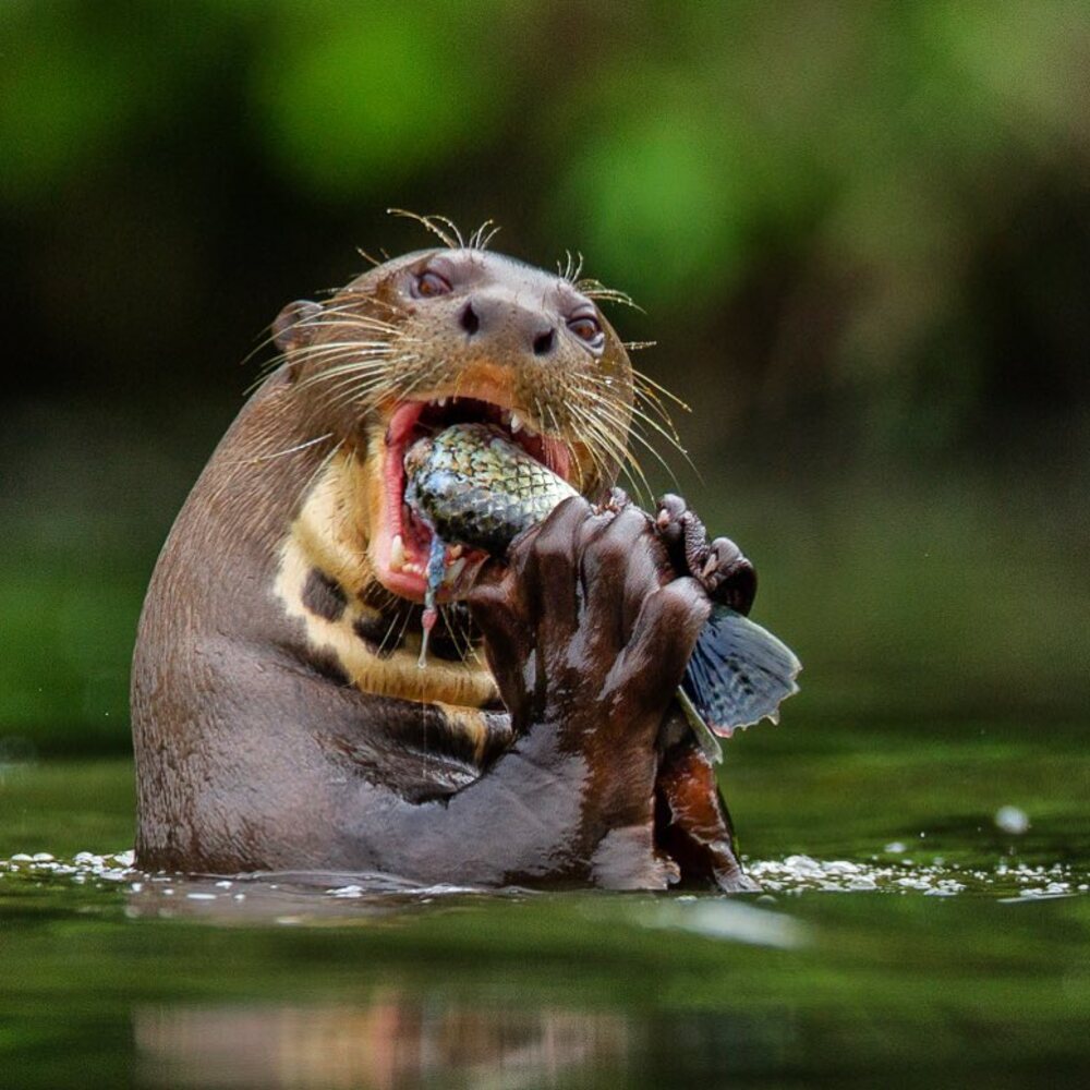 Otter im Amazonas Brasilien