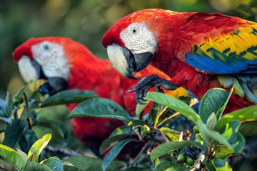 Papageien im Amazonas Regenwald