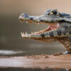 Alligator Pantanal photography tour