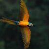 Bird at pantanal photography