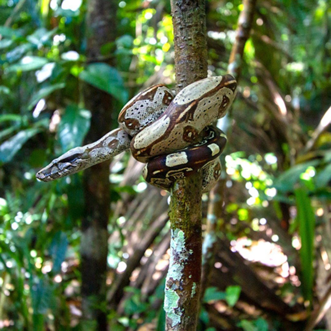 Serpent - La faune sauvage en Amazonie