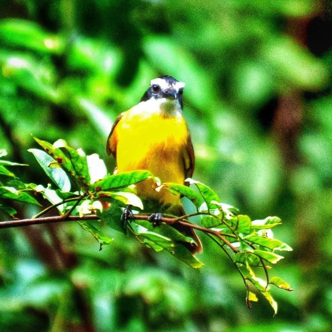 Oiseau - La faune amazonienne