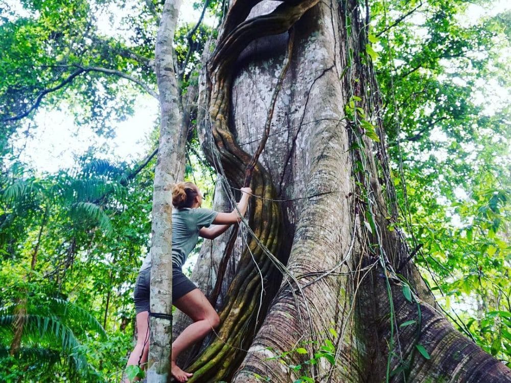 Tree climbing - Amazon rainforest 