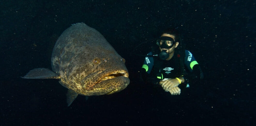 Advanced Adventurer Diving Course in Fernando de Noronha