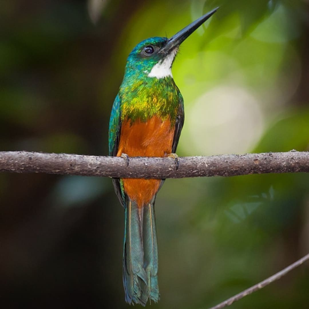 Anavilhanas Jungle Lodge Brazil