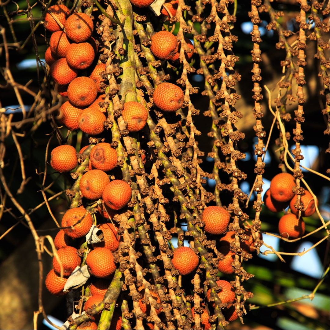 Buriti Fruit