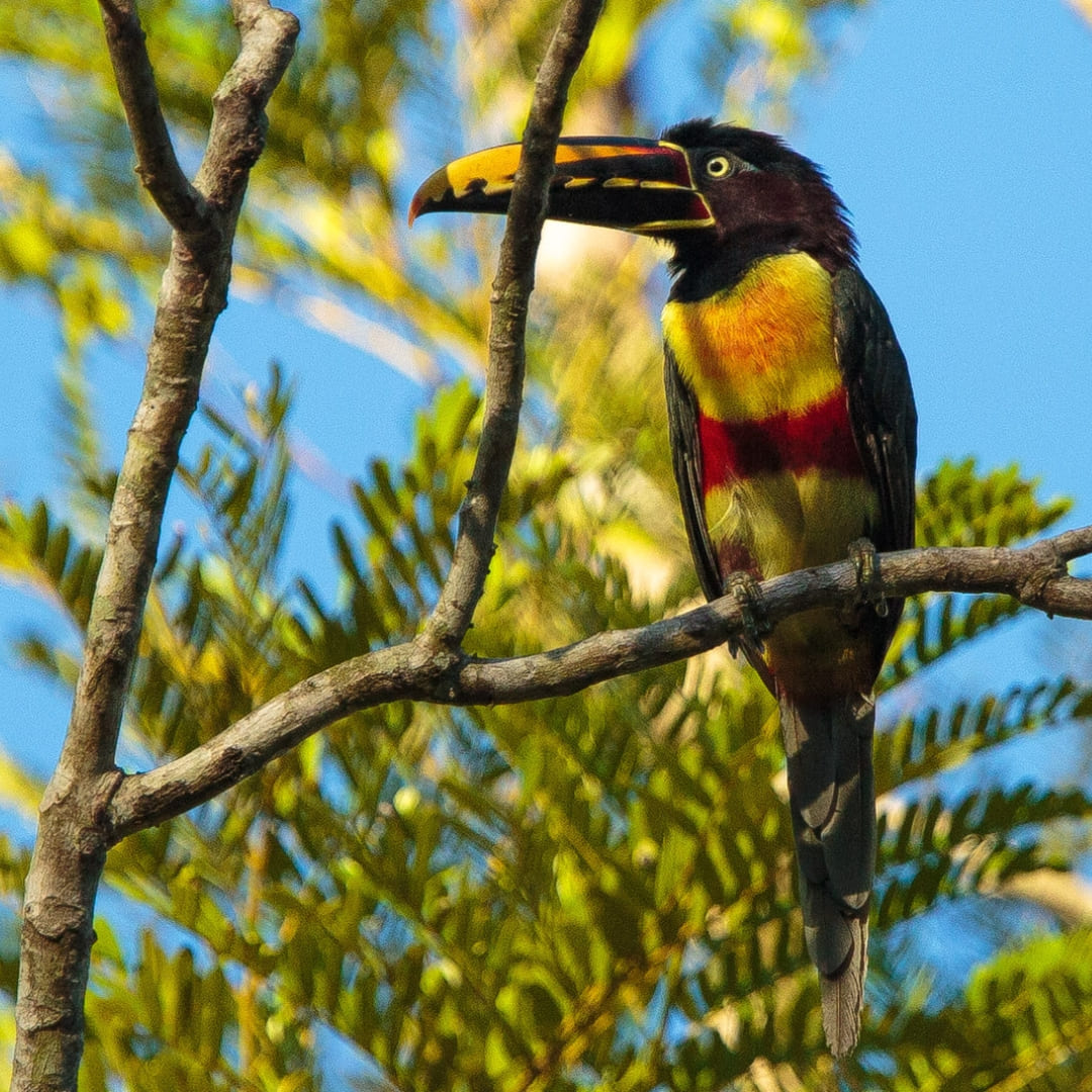 Cristalino Jungle Lodge: Your Gateway to the heart of the Amazon - Wildlife Watching