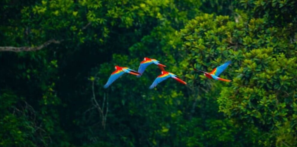 Cristalino Jungle Lodge: Your Gateway to the heart of the Amazon