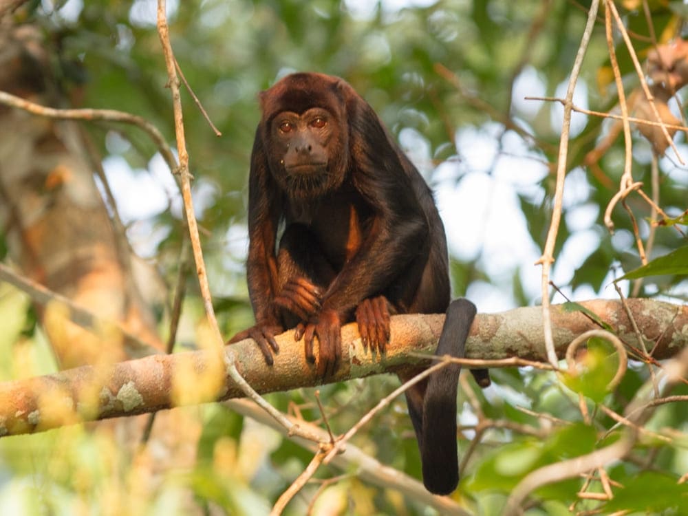 Singes hurleurs à main rouge