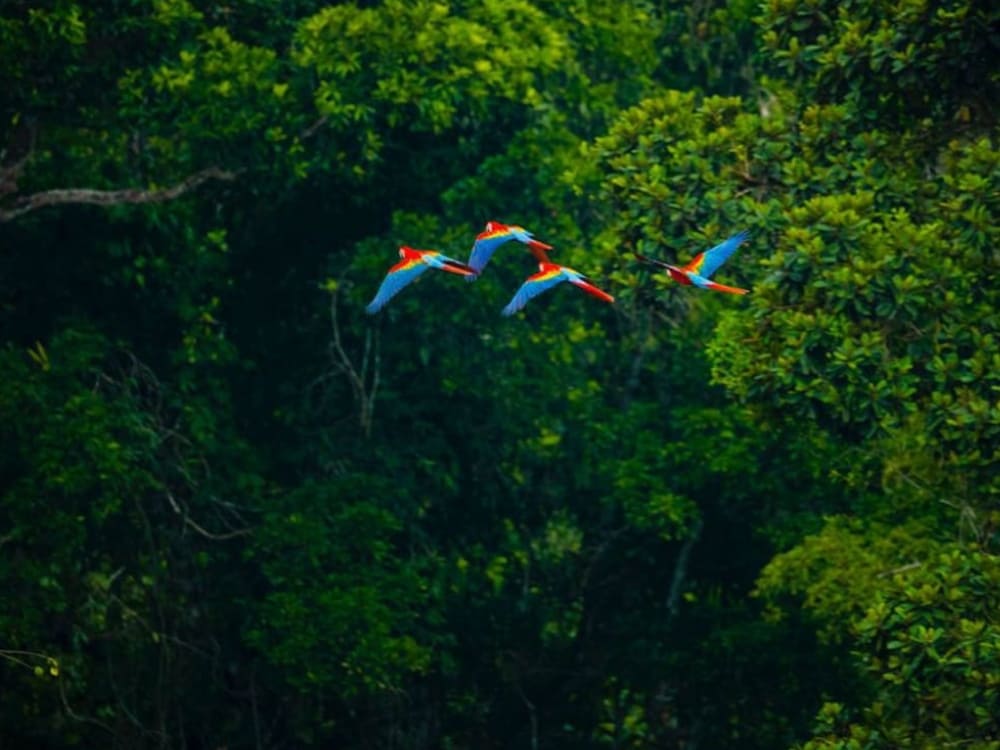 Red macws in the Amazon 