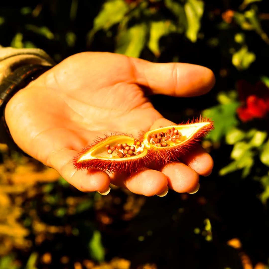 Amazon exotic fruits