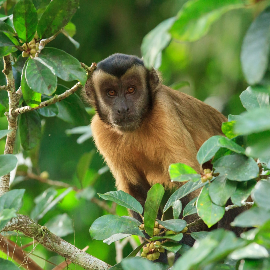 Cristalino Jungle Lodge: Your Gateway to the heart of the Amazon - Wildlife Watching