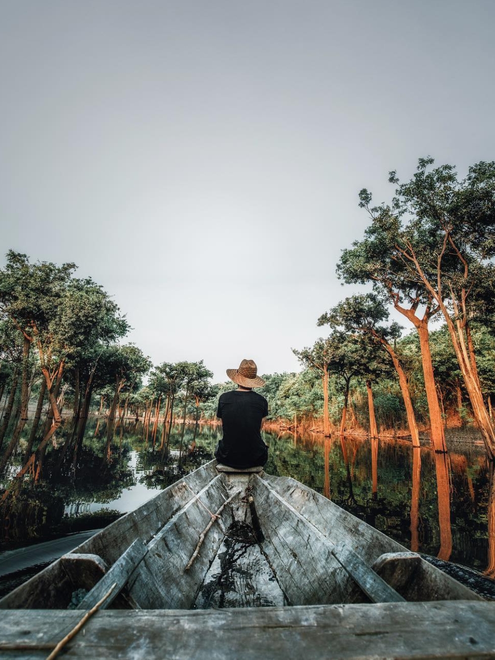 Flooded Forest