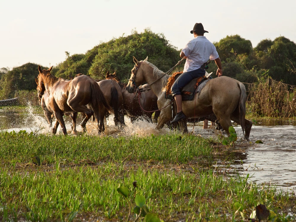 Pantanal Tour vanuit Cuiabá