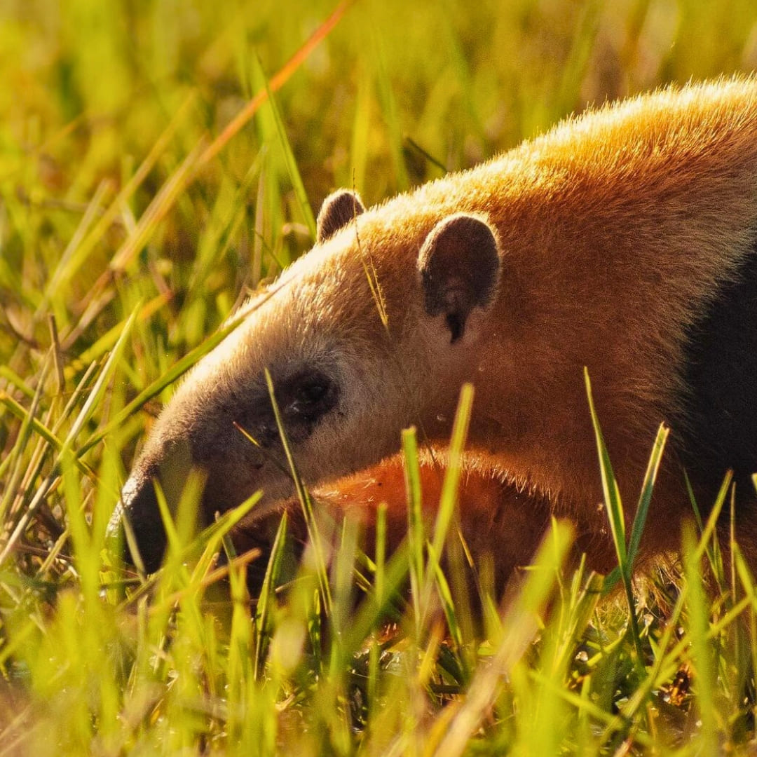 Pantanal Tour from Cuiabá