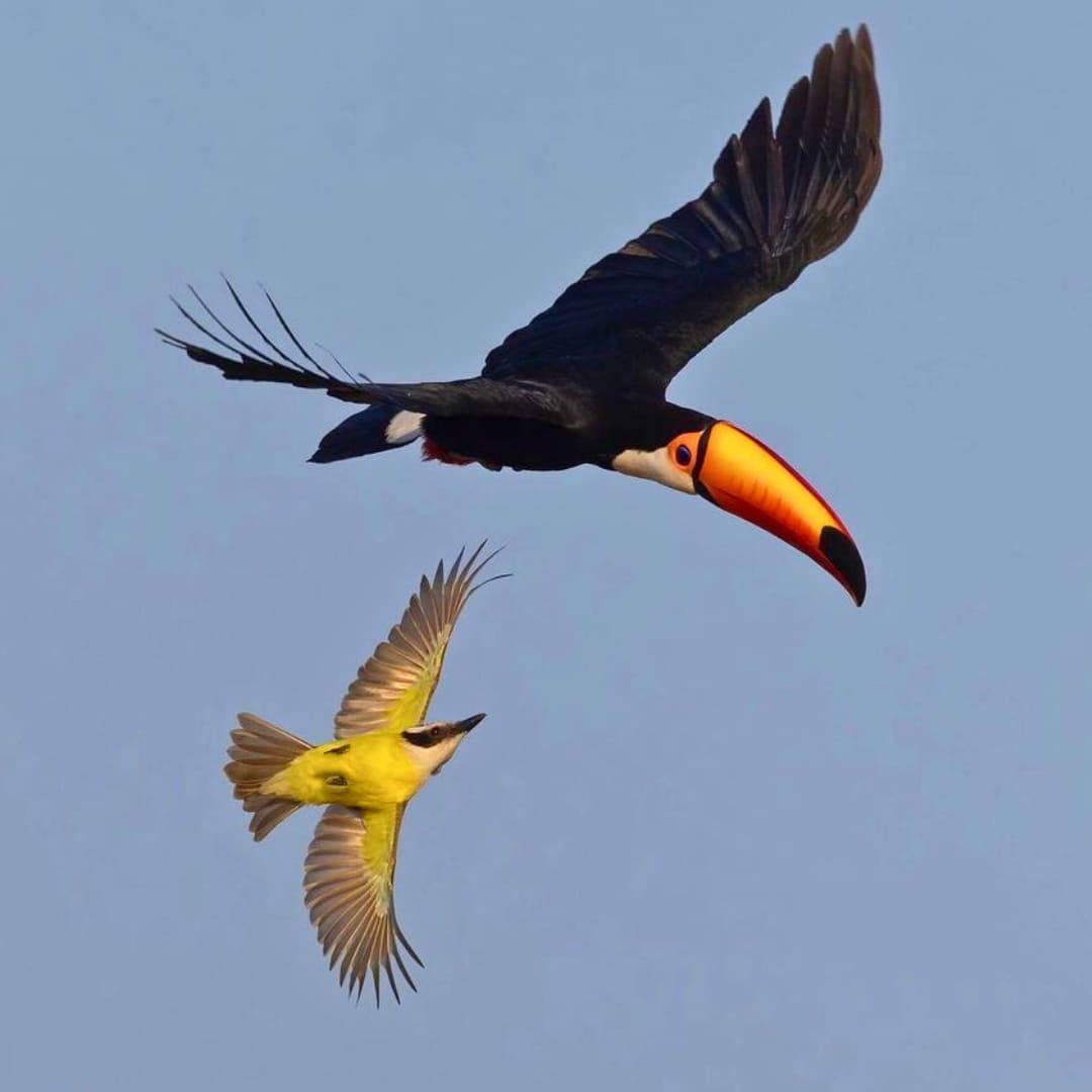 Pantanal Tour from Cuiabá