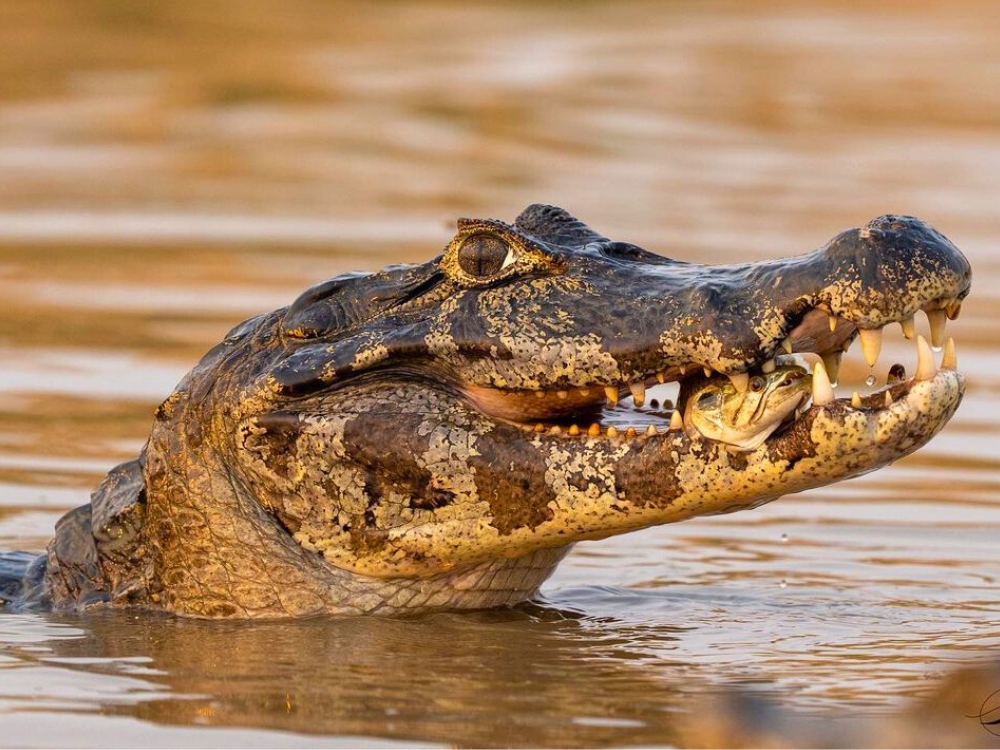 Pantanal Tour vanuit Cuiabá