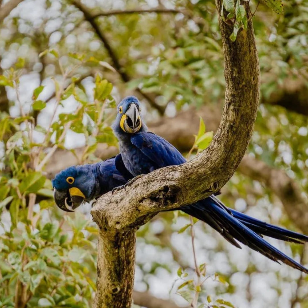 Pantanal Tour from Cuiabá