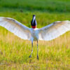 Pantanal bonito tour in Brazil