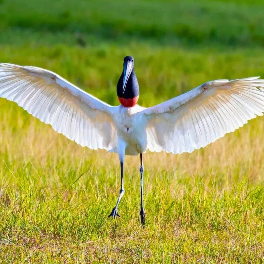 Pantanal Tour from Cuiabá