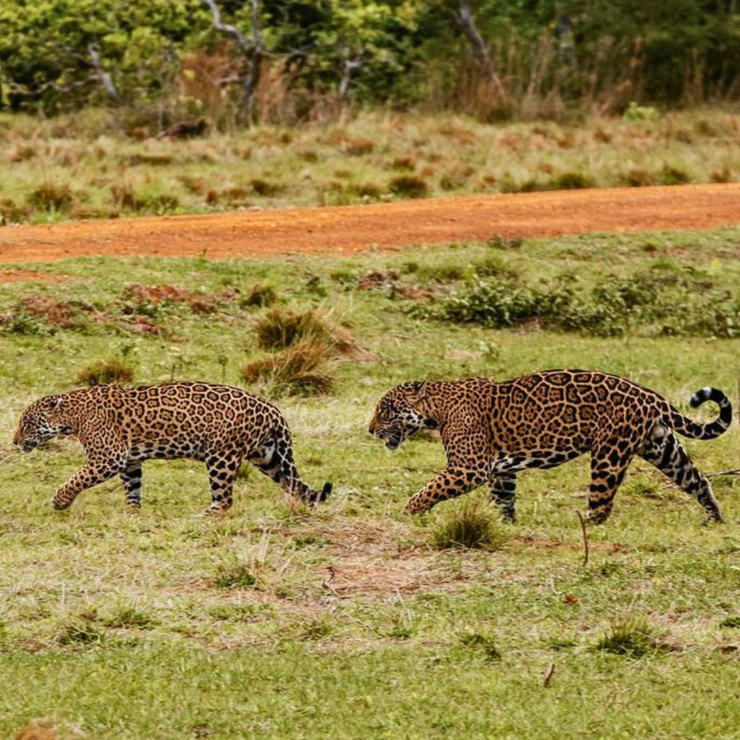 Pantanal Tour from Cuiabá