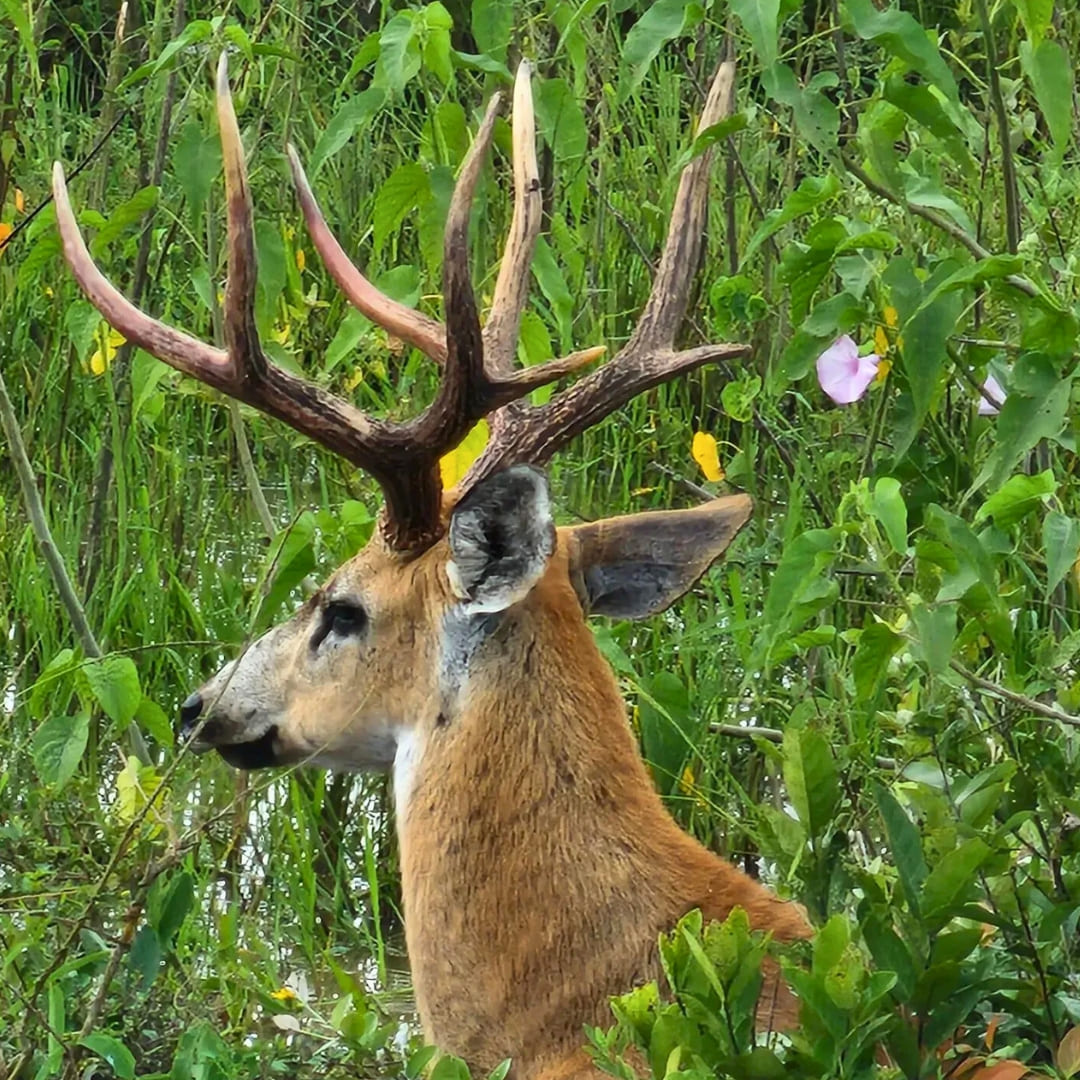 Pantanal Tour from Cuiabá