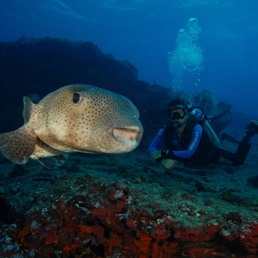 Fernando de Noronha marine biodversity