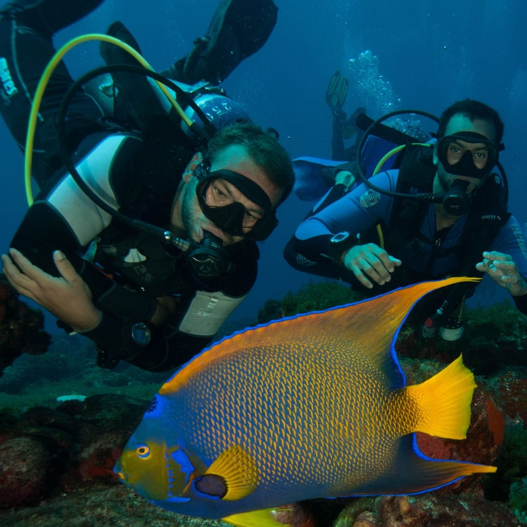 divers in Fernando de Noronha