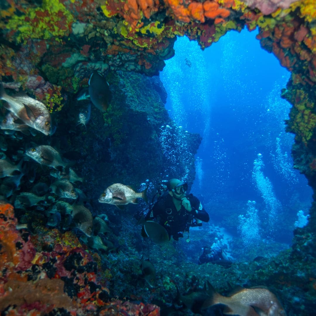 Advanced Adventurer Diving Course in Fernando de Noronha