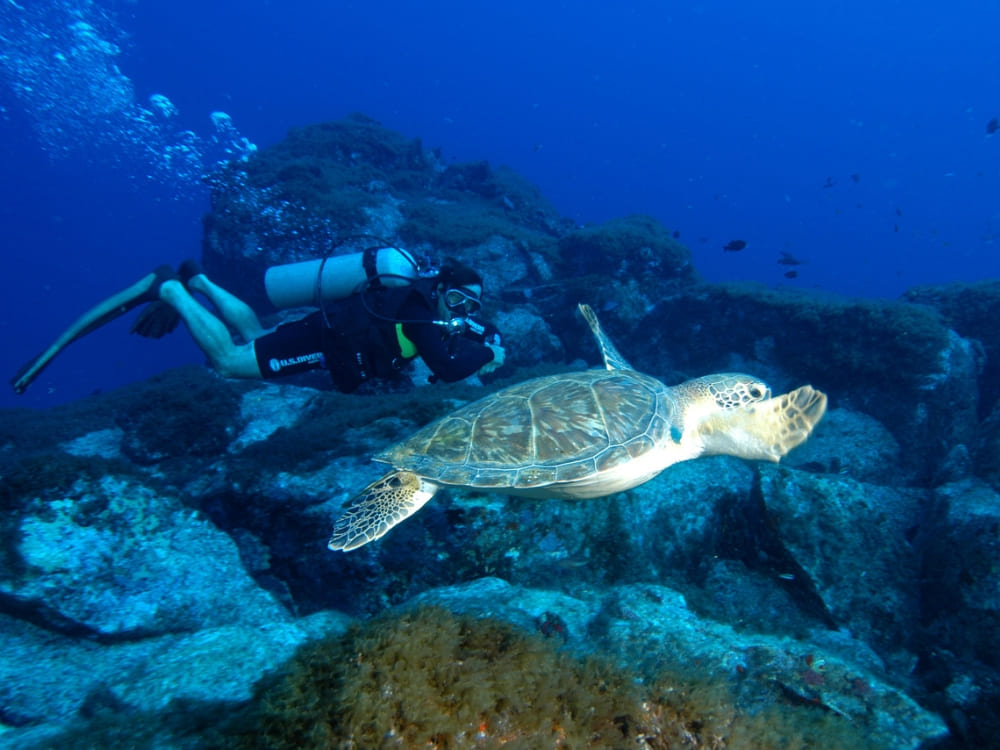 Swim alongside turtles in Fernando de Noronha