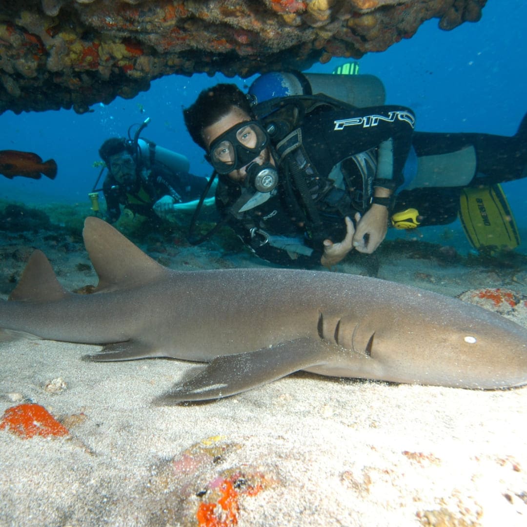 Shark in Fernando de Noronha