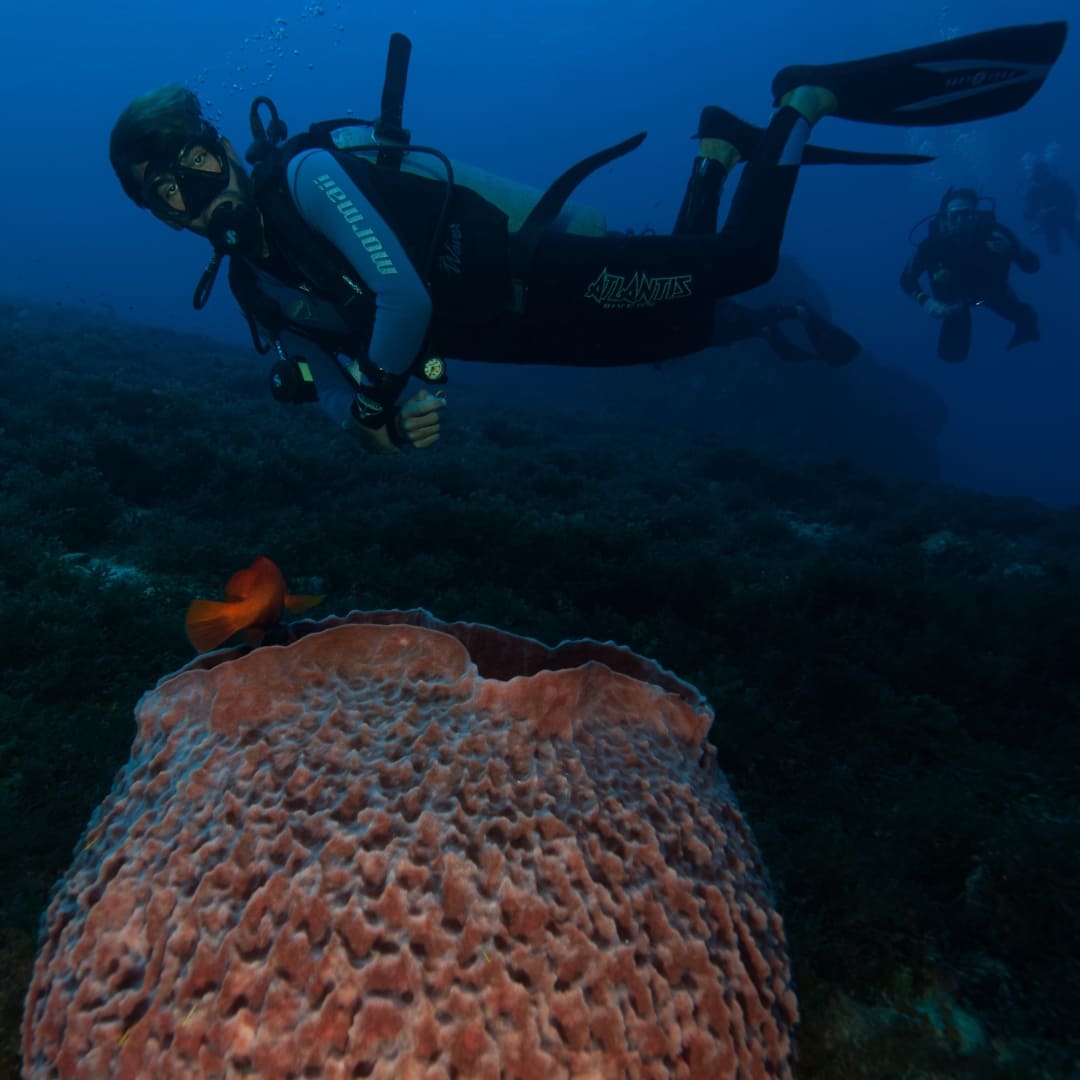 Coral reefs encounter Fernando de Noronha