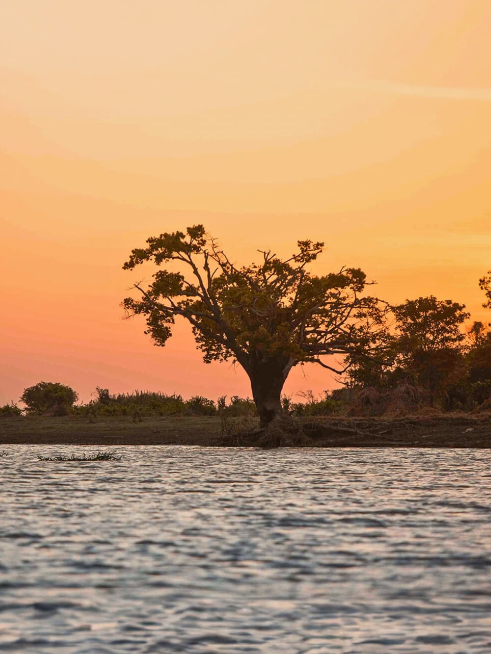 Amazonas-Kreuzfahrt ab Alter do Chão