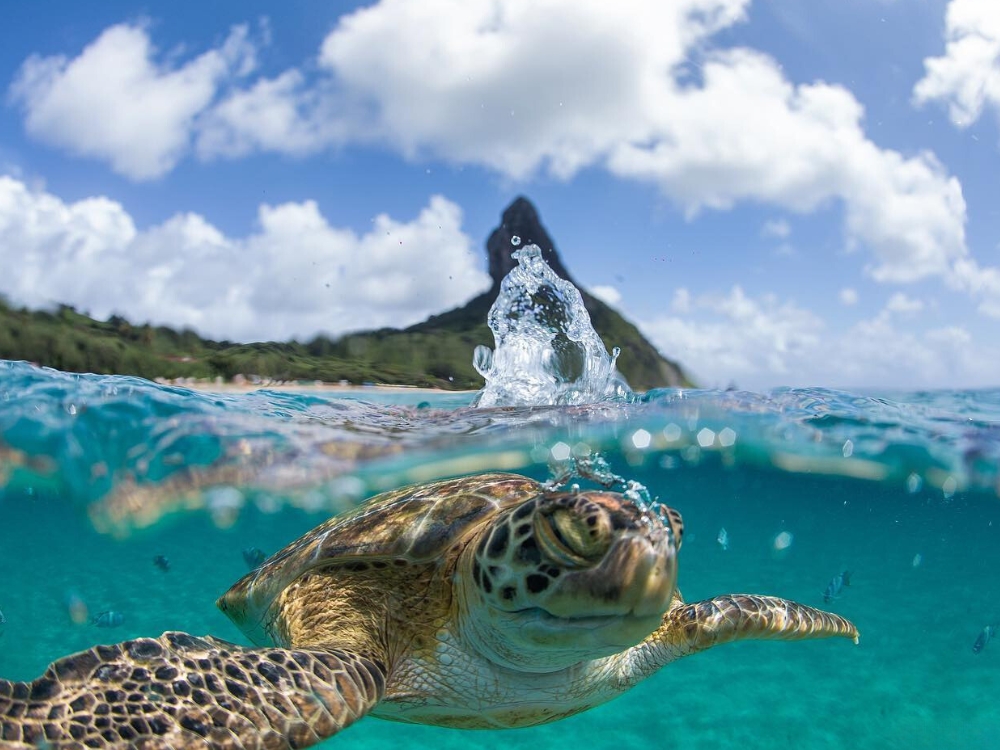 5-Day Fernando de Noronha Diving Trip (2)