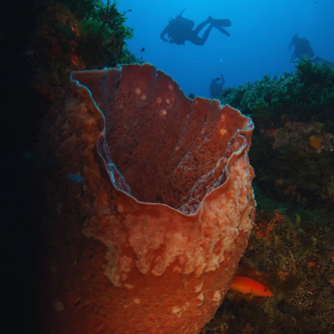 Advanced Adventurer Diving Course in Fernando de Noronha