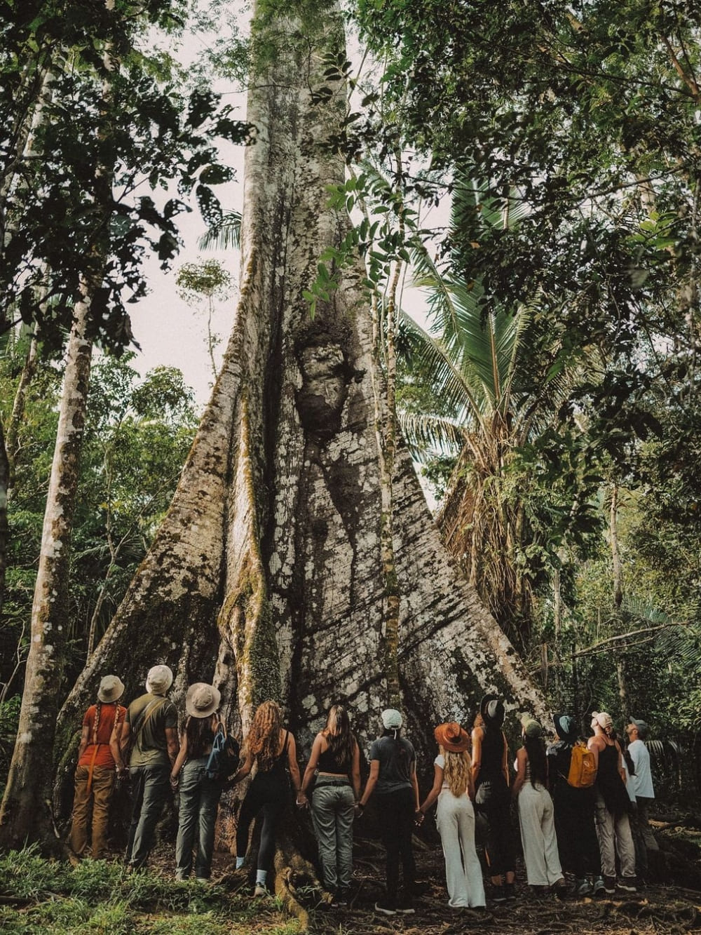 15 Fakten über den Amazonas-Regenwald - Sumauma-Bäume