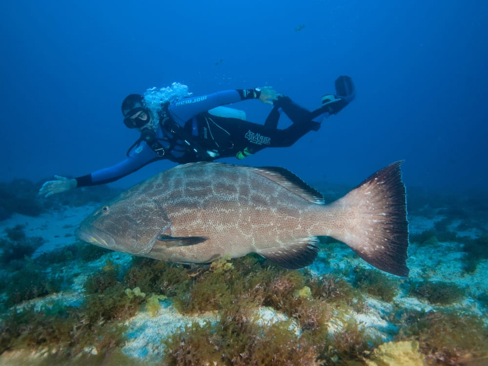 2 day diving package in Fernando de Noronha