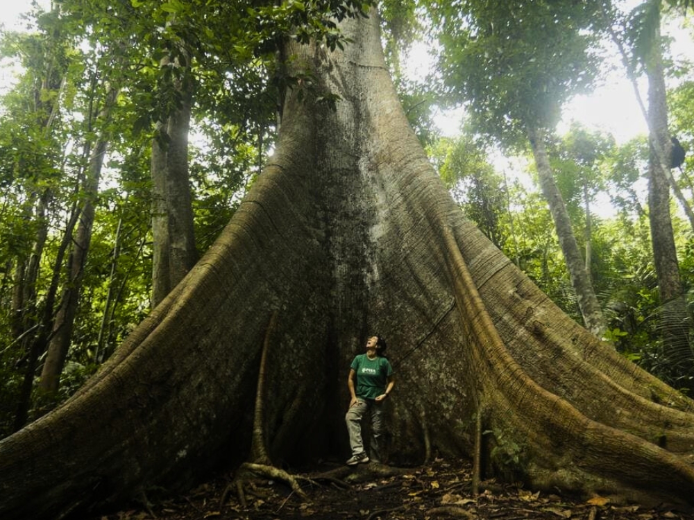 Kaiara Amazonas-Kreuzfahrt ab Alter do Chão