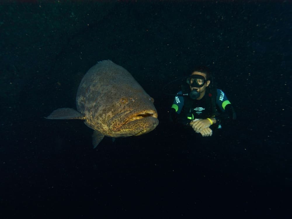 Night Dive - Advanced Adventurer Diving Course in Fernando de Noronha 