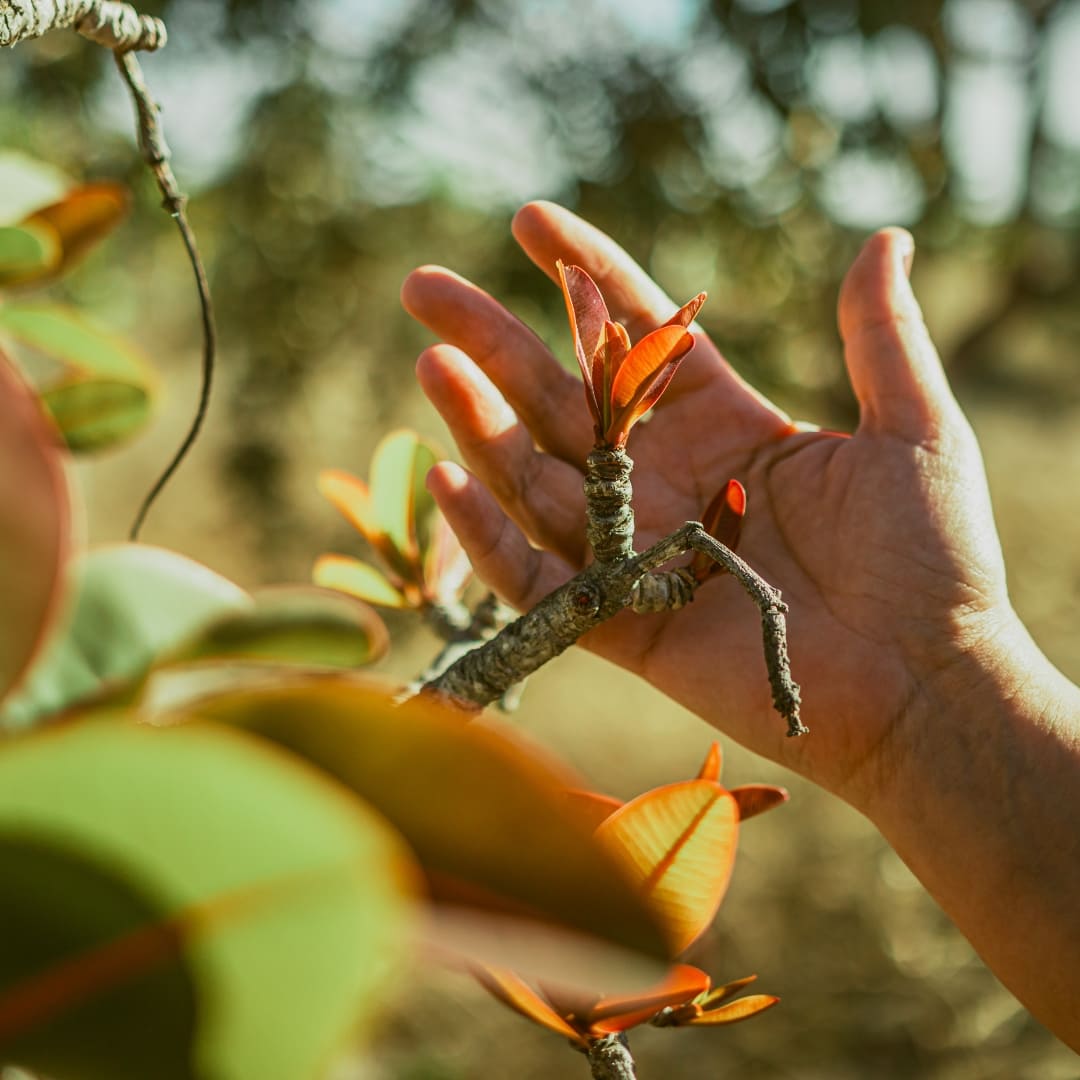 Brazil’s Wild Cerrado Tour at Pousada Trijunção