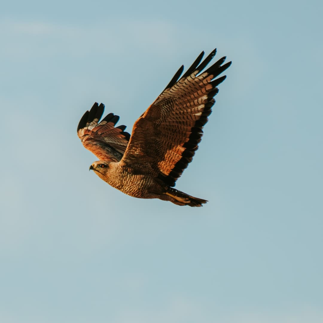 Brazil’s Wild Cerrado Tour at Pousada Trijunção